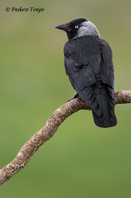 Grajilla (Corvus monedula)